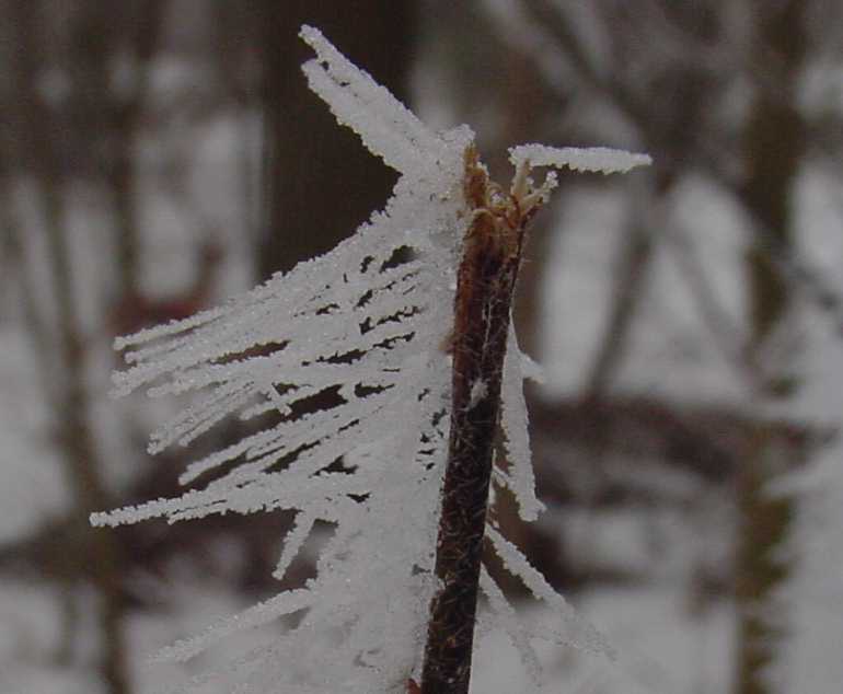 frost1.jpg