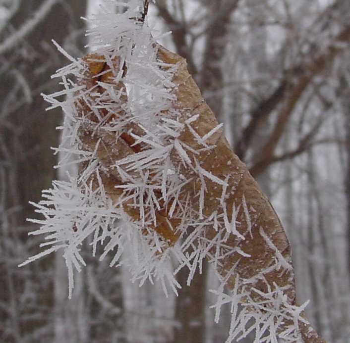 frost2.jpg