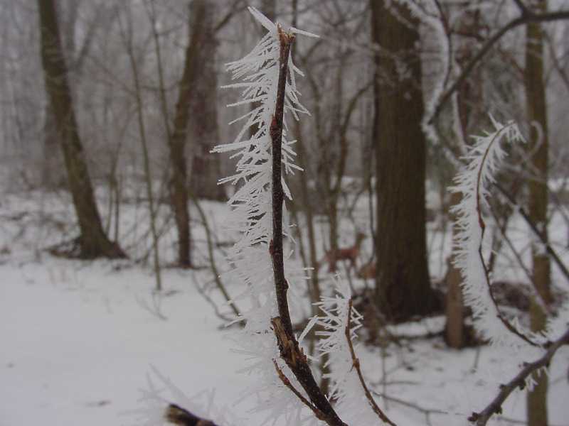 frost3.jpg